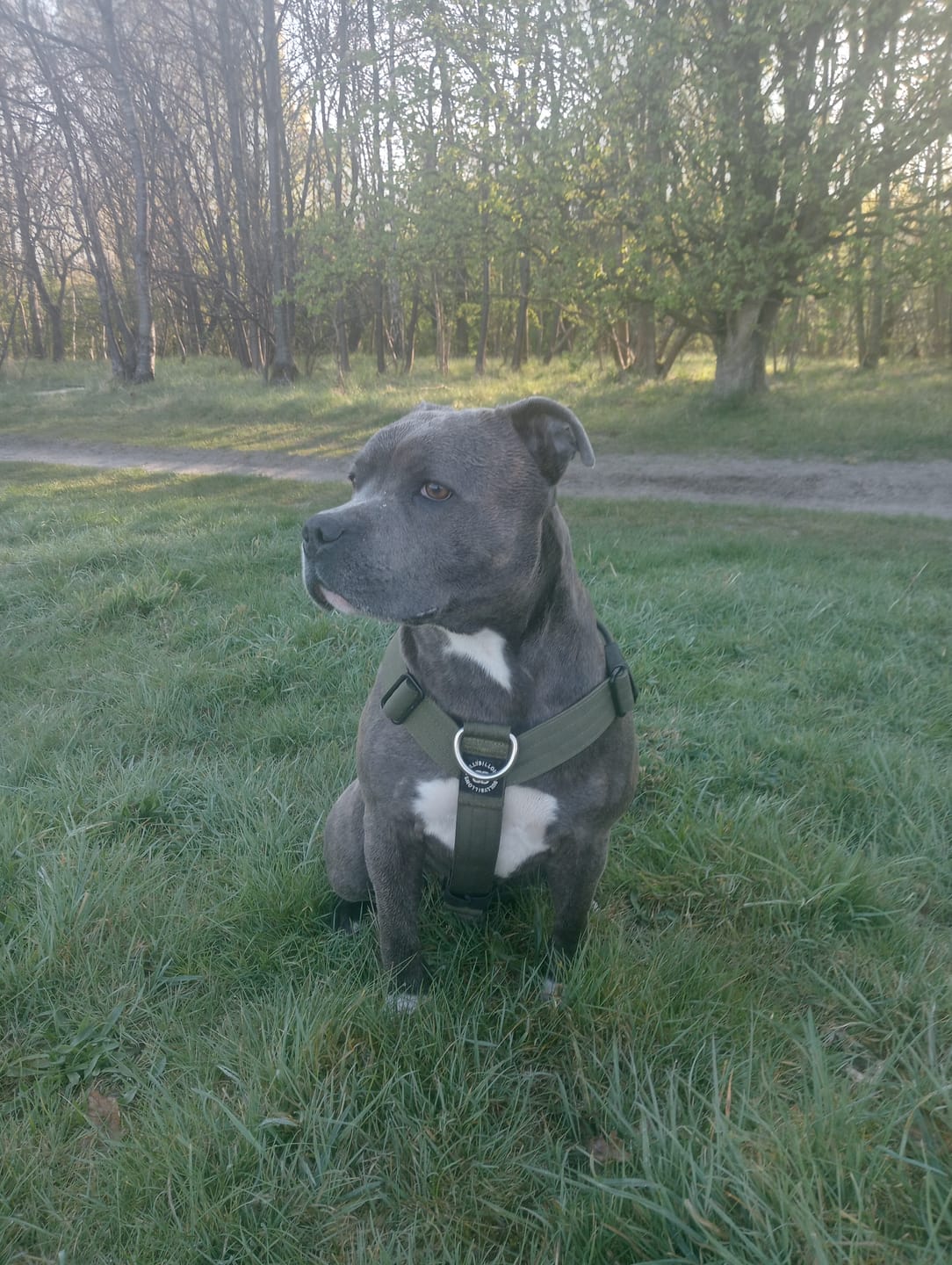 Customer photo review of Training Anti Pull TRI-Harness® | M-XL Breeds - Khaki