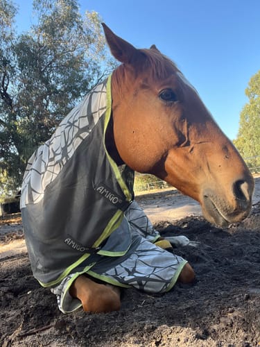 Customer photo review of Horseware Amigo 3-in-1 CamoFly