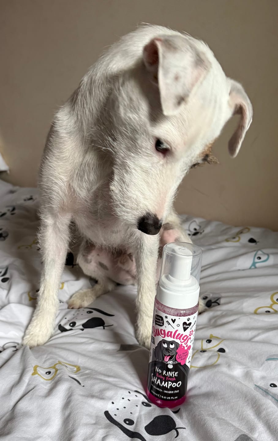 Customer photo review of No Rinse Baby Fresh Dog Shampoo
