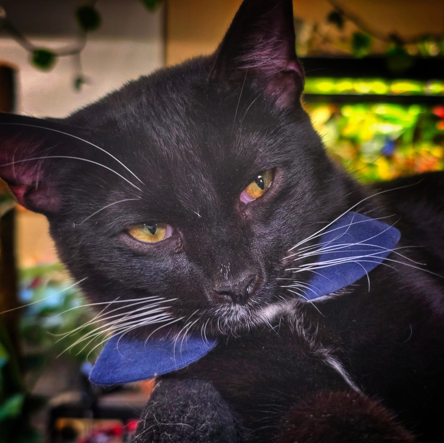Customer photo review of Navy Blue Bow Cat Collar