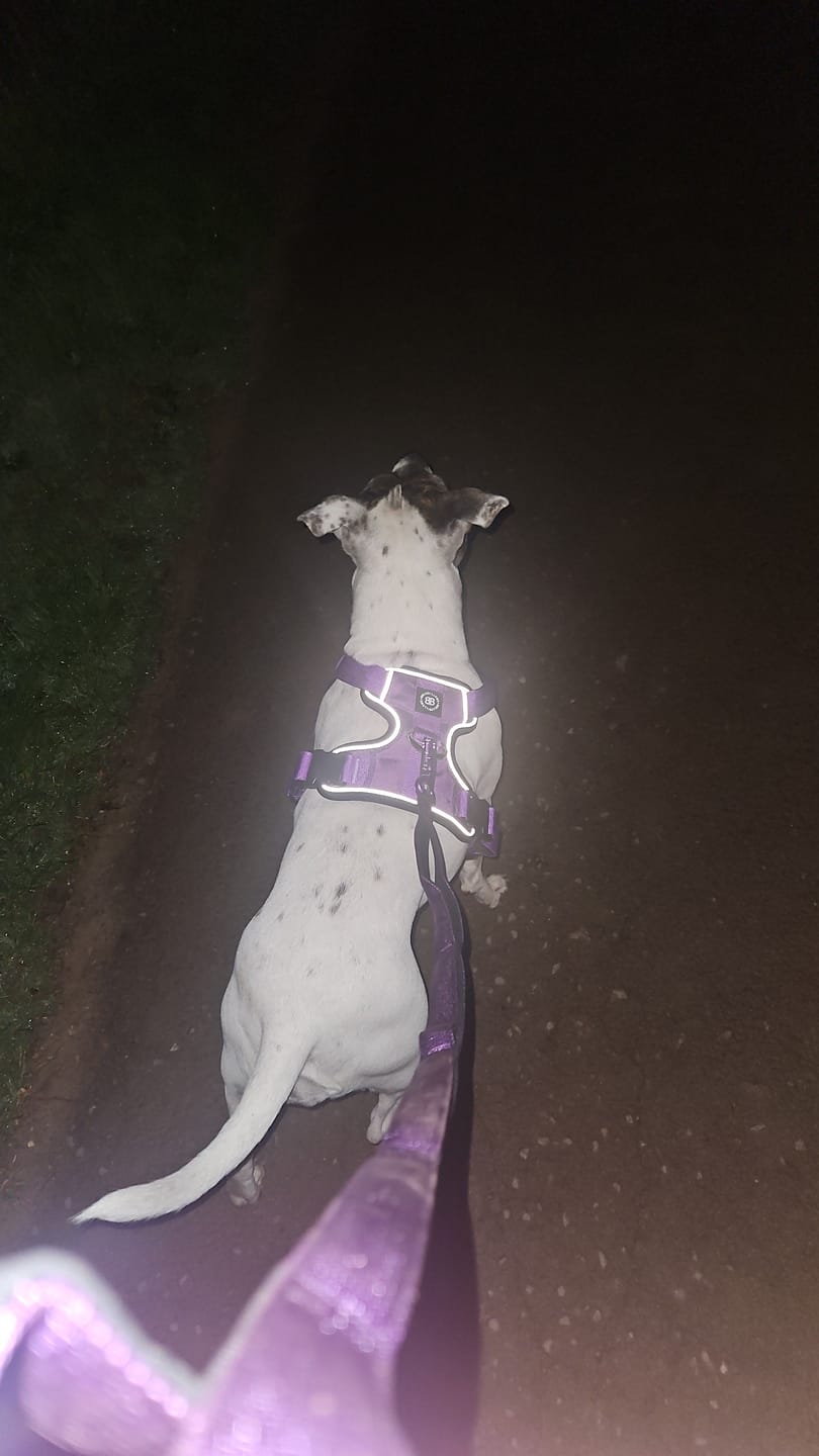 Customer photo review of Comfort Premium Harness | Non Restrictive - Purple