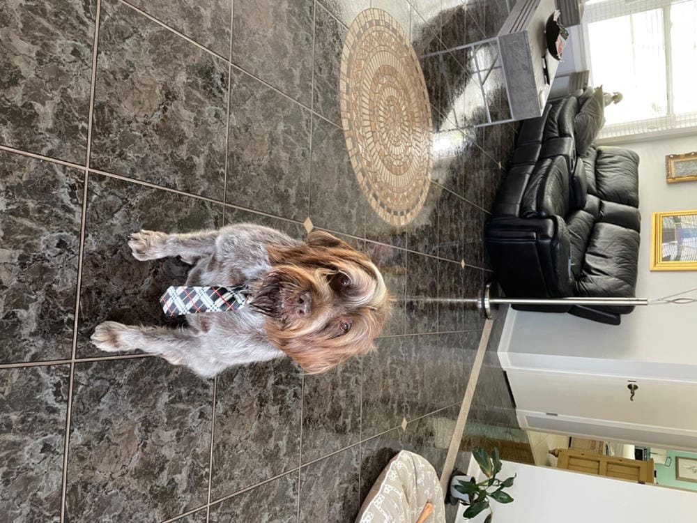 Customer photo review of Dog Rear Seat Cover with Hammock - Regular