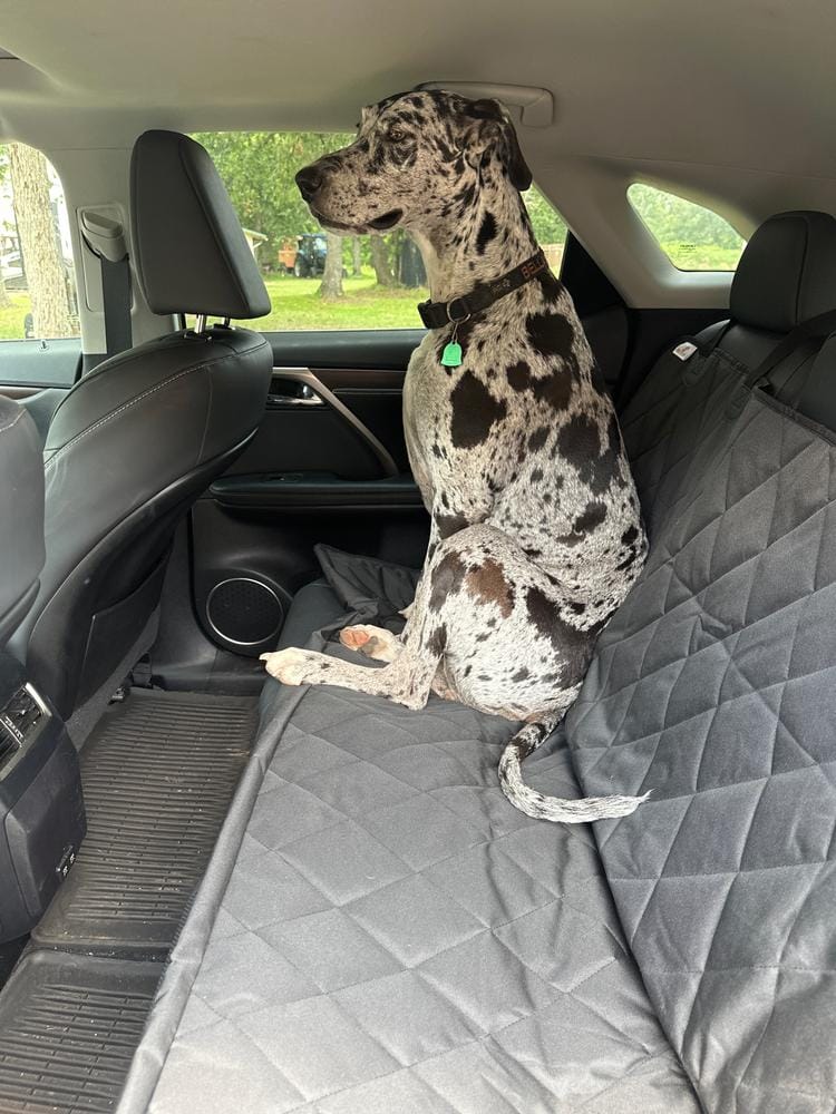 Customer photo review of Dog Rear Seat Cover with Hammock - Regular