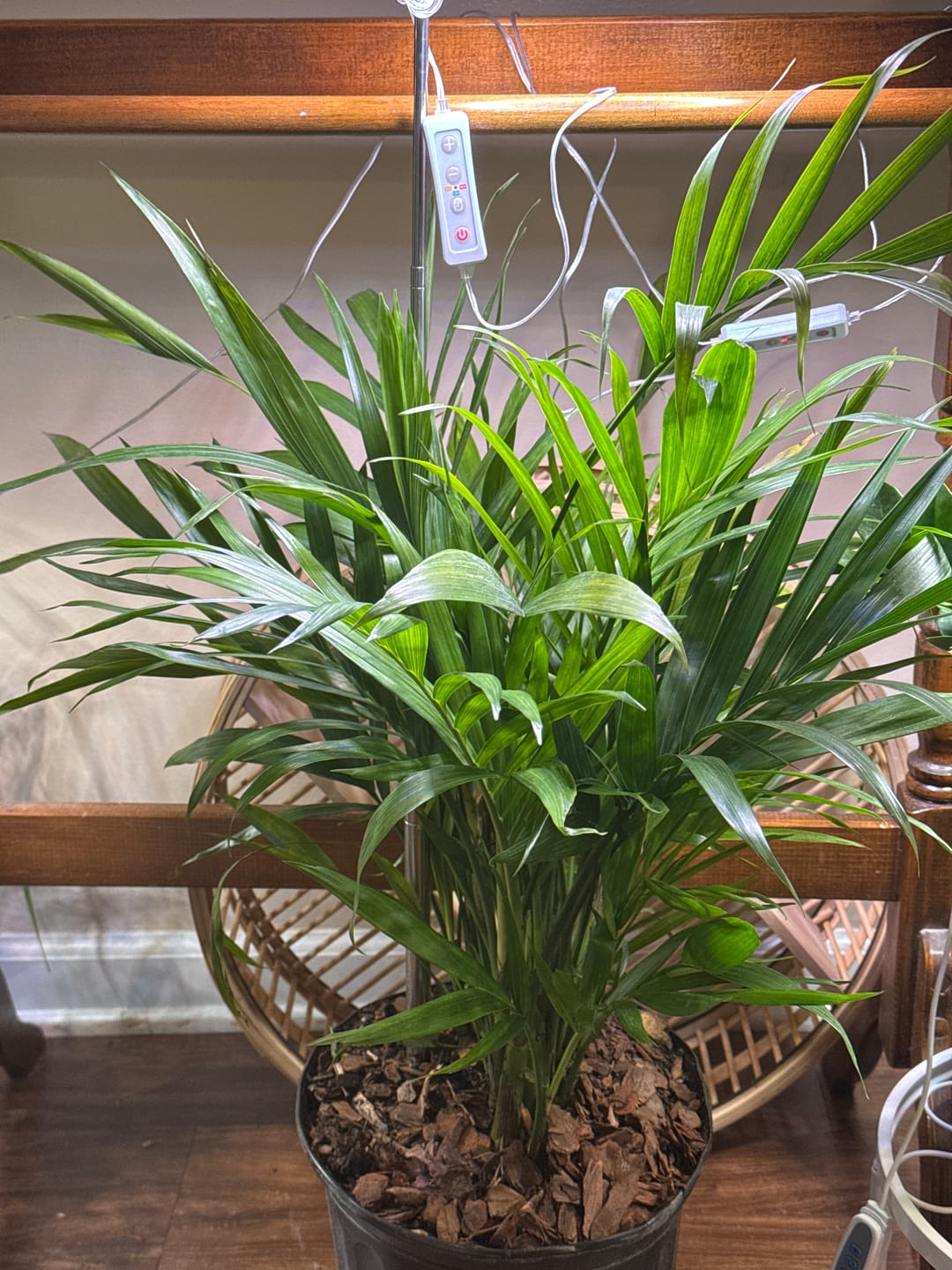Customer photo review of Areca Palm, Golden Cane, Dypsis Lutescens