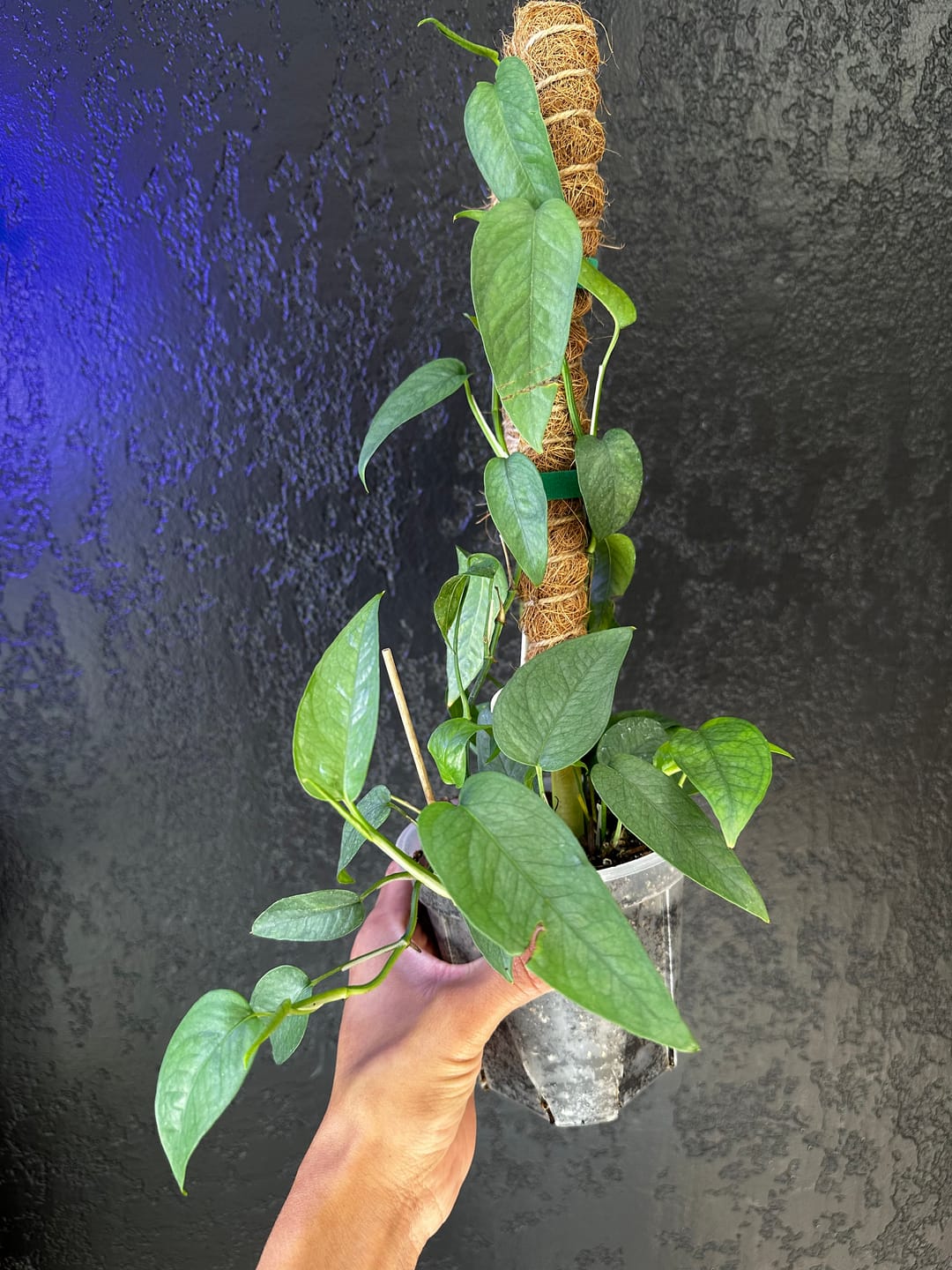 Customer photo review of Pothos Epipremnum pinnatum 'Cebu Blue'