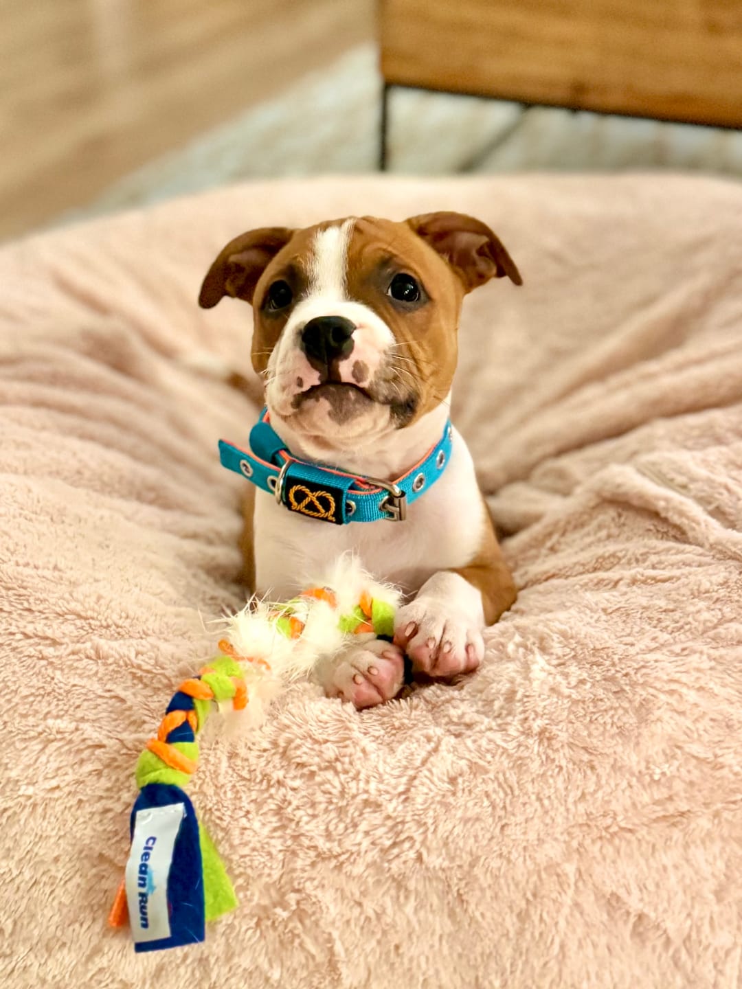 Customer photo review of Staffordshire Bull Terrier 1935® Puppy Collar & Leash Set - Alvin Edition - Aqua & Neon Orange