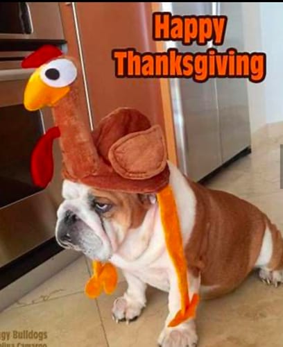 Customer photo review of Joint & Recovery