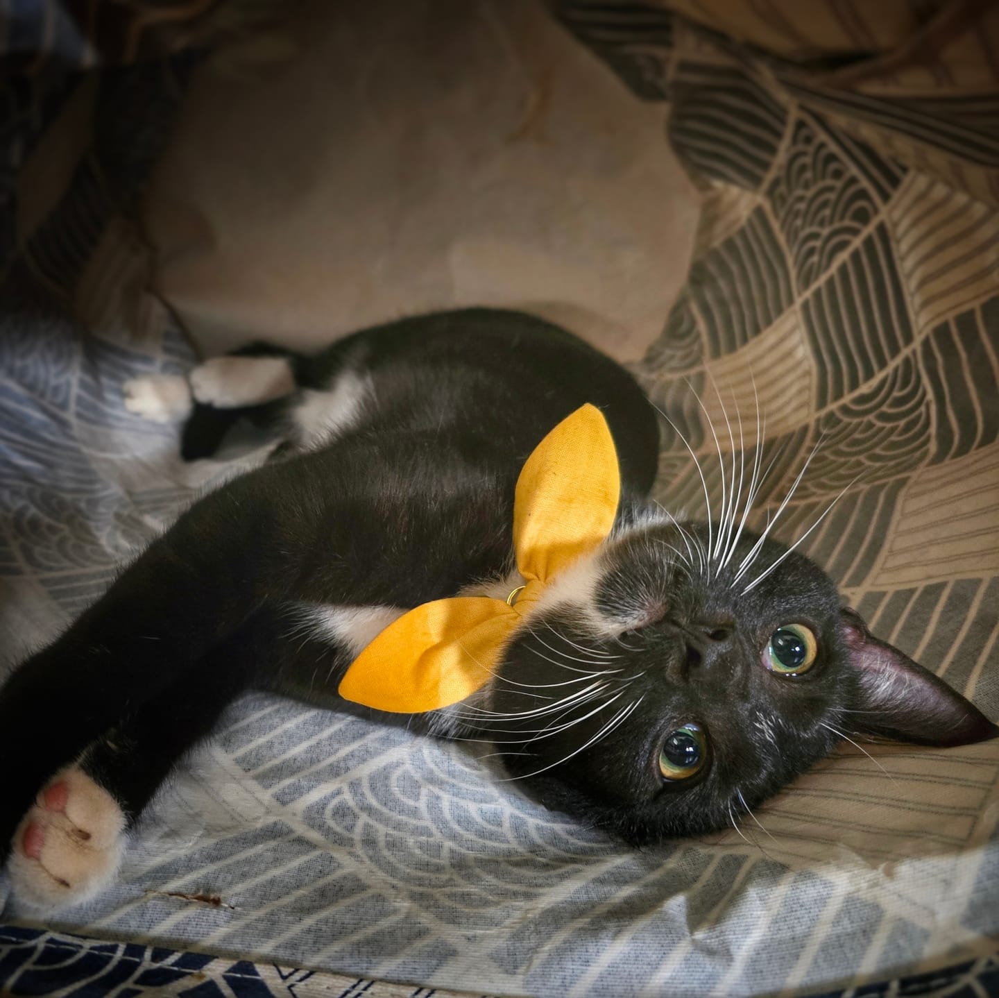Customer photo review of Mustard Yellow Bow Cat Collar
