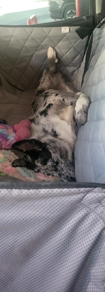 Customer photo review of Dog Rear Seat Cover with Hammock - Regular