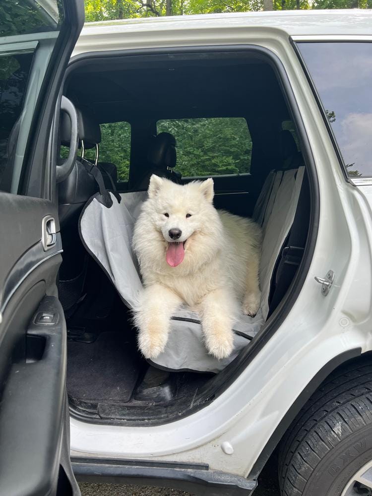 Customer photo review of Dog Rear Seat Cover with Hammock - Regular
