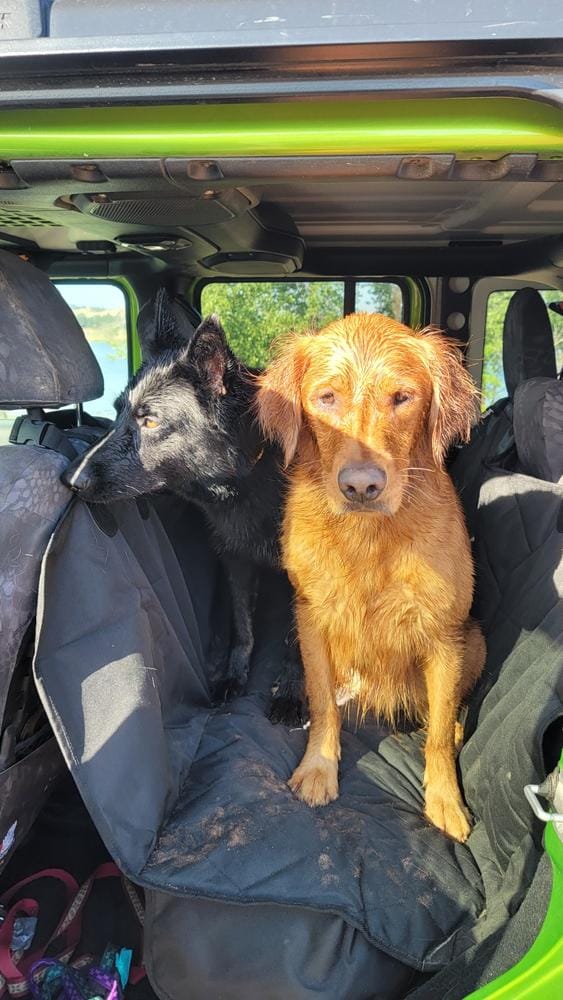 Customer photo review of Dog Rear Seat Cover with Hammock - Regular
