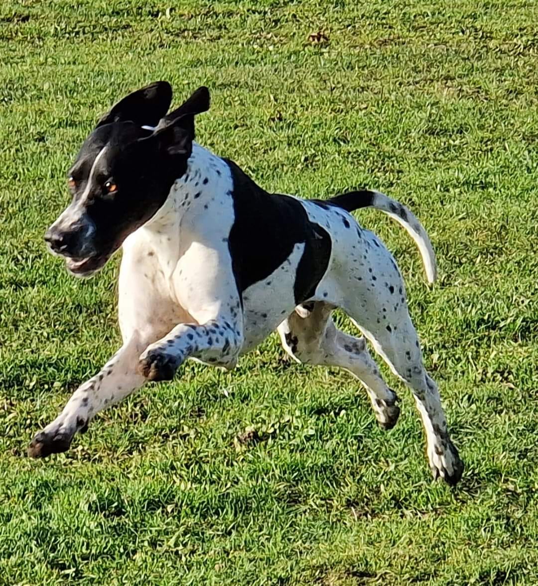 Customer photo review of Pre & Probiotic Supplement Chews for Dogs