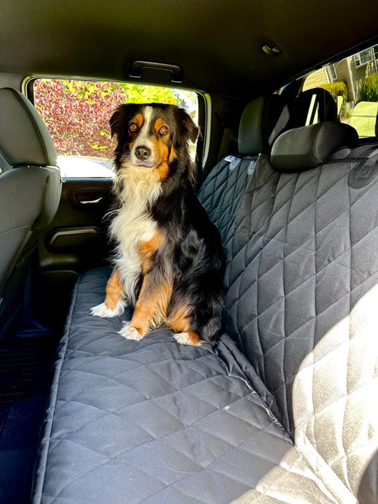 Customer photo review of Dog Rear Seat Cover with Hammock - Regular