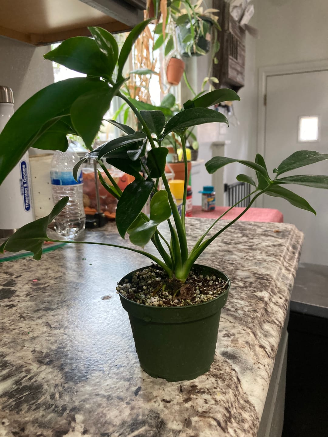 Customer photo review of Philodendron goeldii