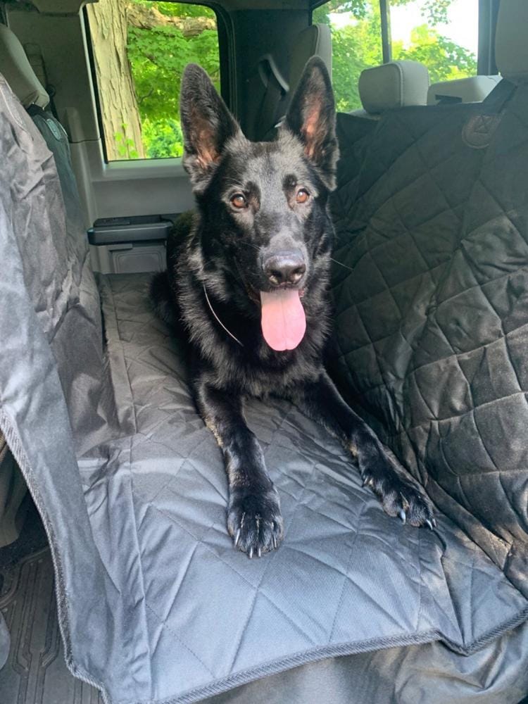 Customer photo review of Dog Rear Seat Cover with Hammock - Regular