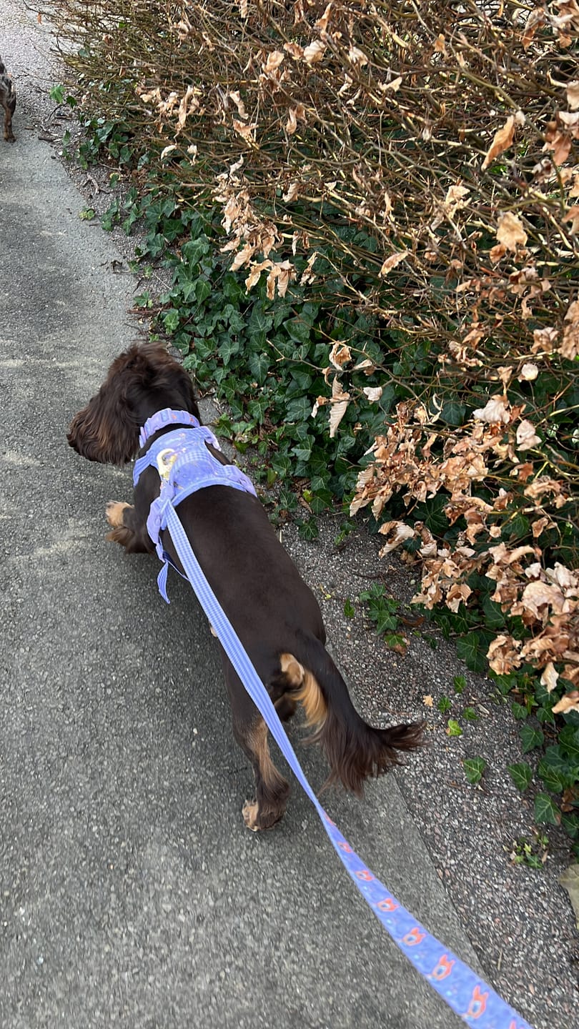 Customer photo review of Disney© Collar - Bambi + Friends Lilac