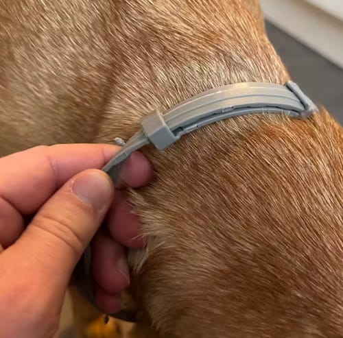 Customer photo review of Natürliches Zecken - und Flohschutz Halsband
