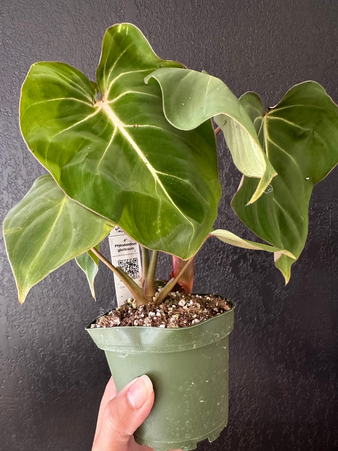 Customer photo review of Philodendron gloriosum