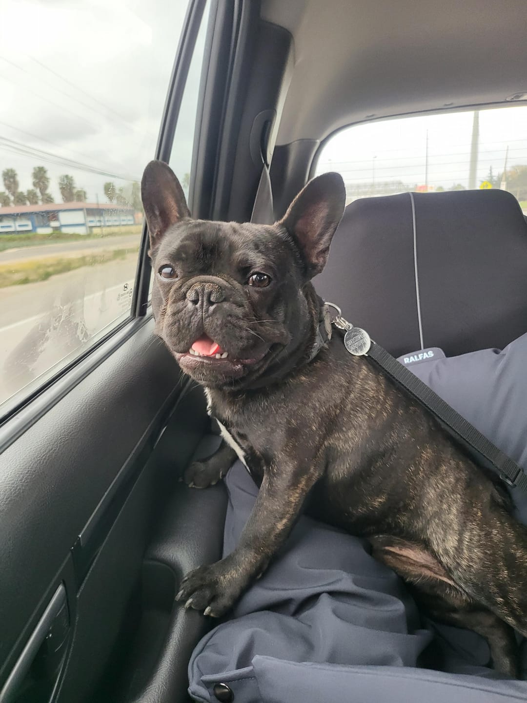 Customer photo review of Cama para auto gris gráfito