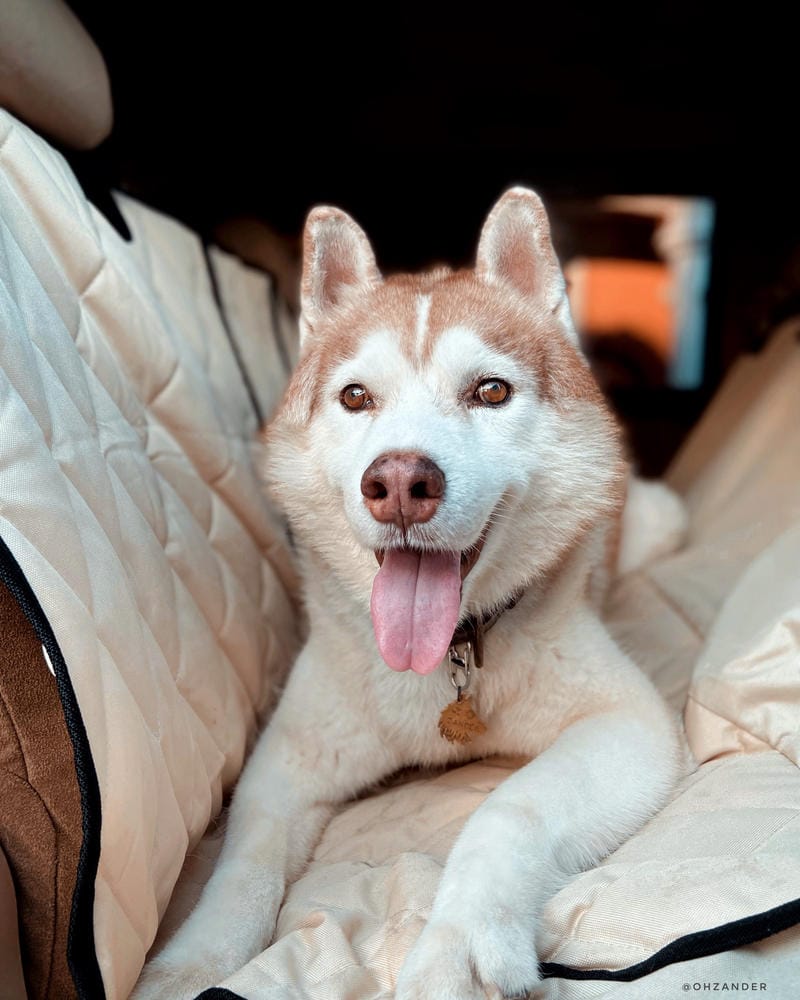 Customer photo review of Dog Rear Seat Cover with Hammock - Regular