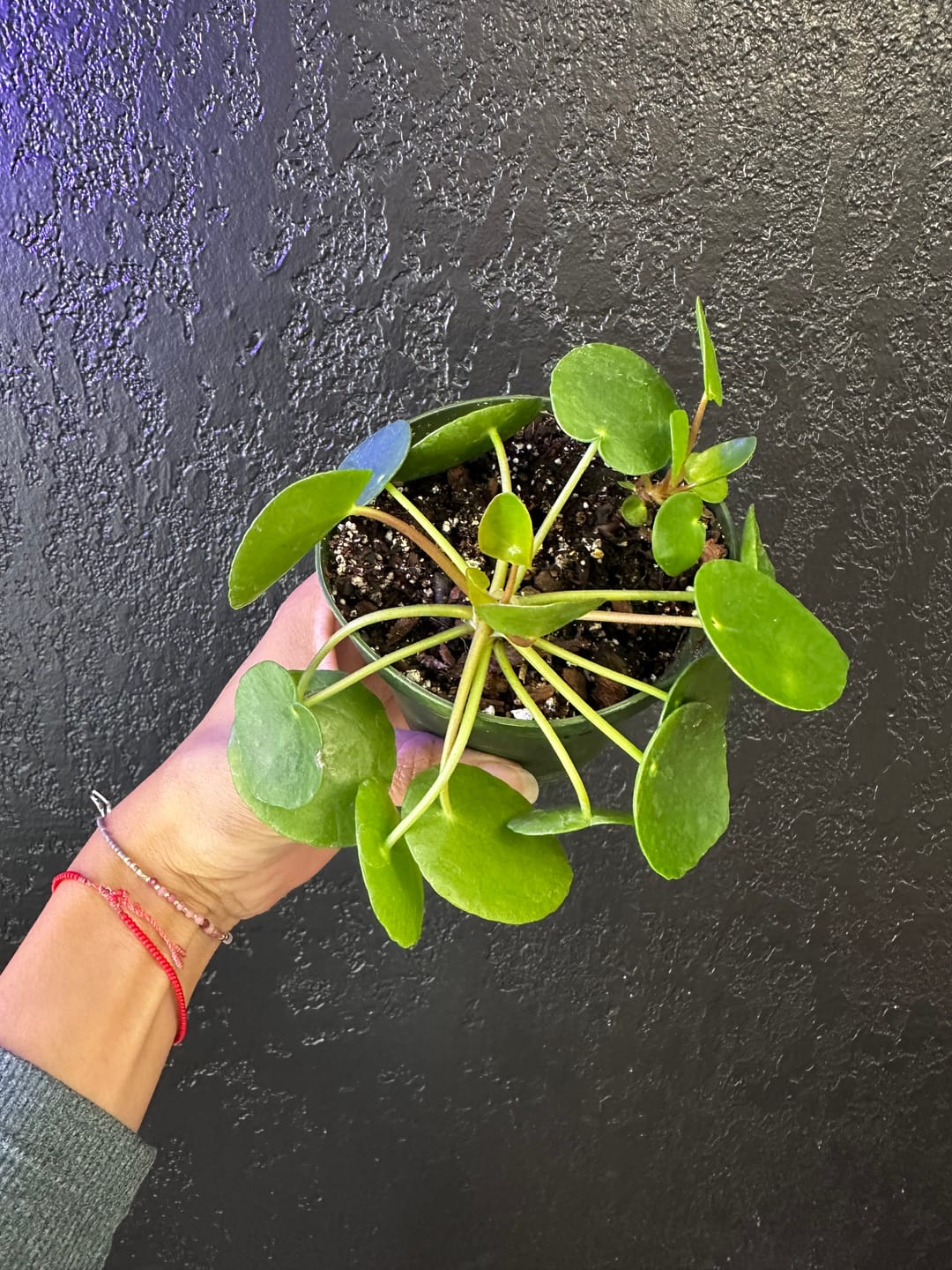 Customer photo review of Pilea peperomioides