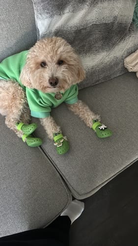 Customer photo review of WagWellies® Neon Green Mojave