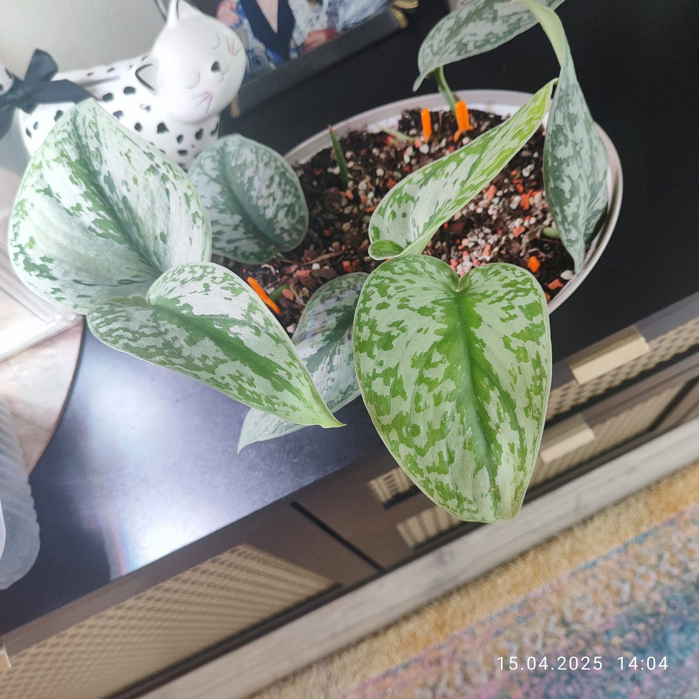 Customer photo review of SCINDAPSUS TREBIE BIG LEAF