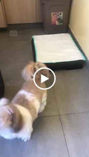 Customer video review of Weasy Cão