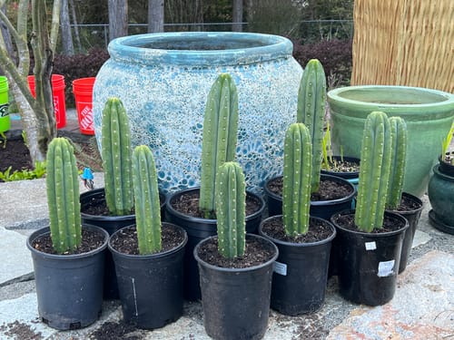 Customer photo review of Trichocereus Pachanoi | Non-PC San Pedro Cactus