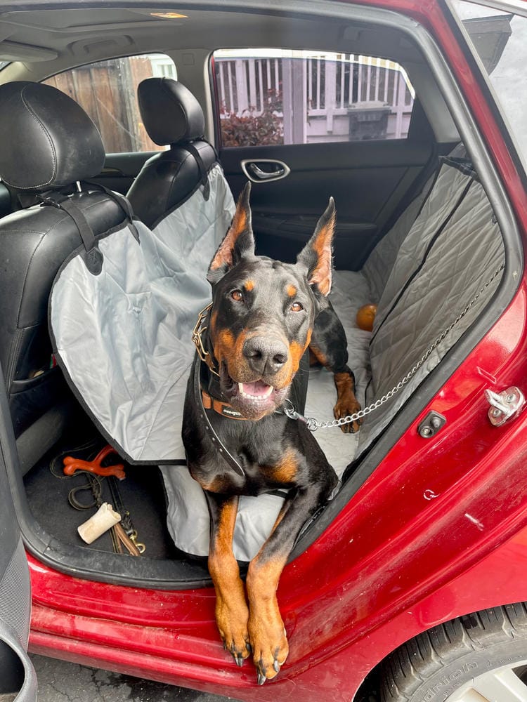 Customer photo review of Rear Seat Cover for Fold Down Seats with Hammock - Regular