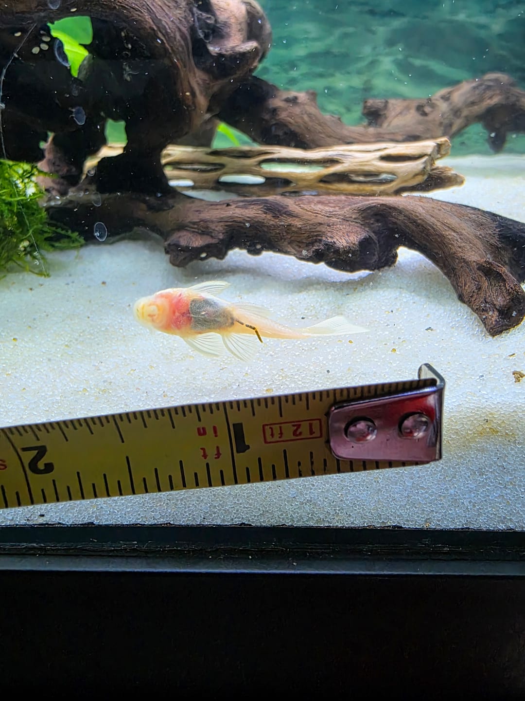 Customer photo review of L144a Blue Eye Lemon Bristlenose Pleco (2 Inches) "NEW"