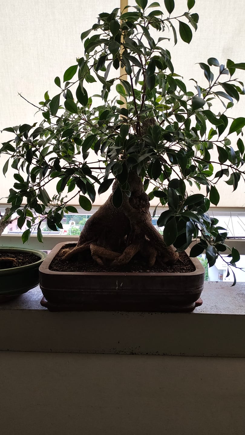 Customer photo review of TNT STARTER TURBO (esplosione primaverile)