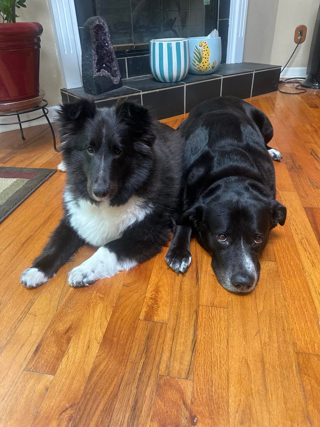 Customer photo review of 6 Inch Power Bully Sticks