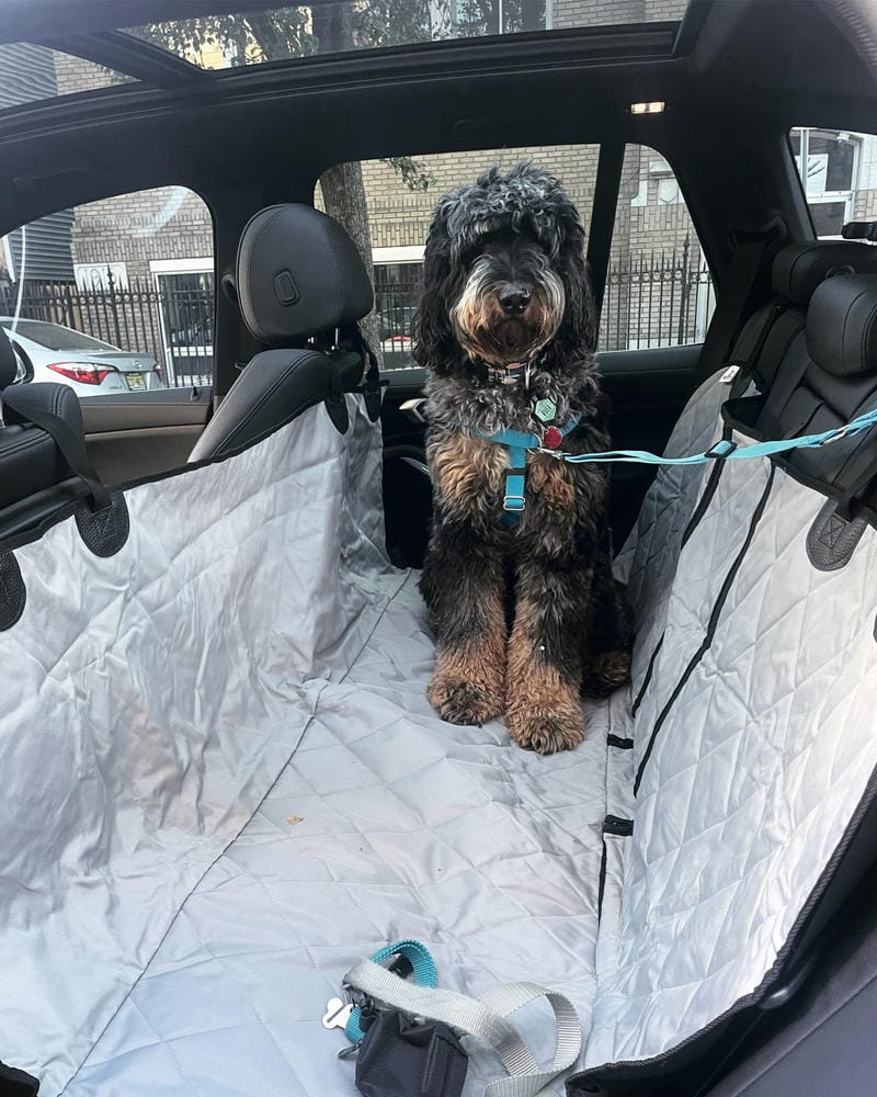Customer photo review of Dog Rear Seat Cover with Hammock - Regular