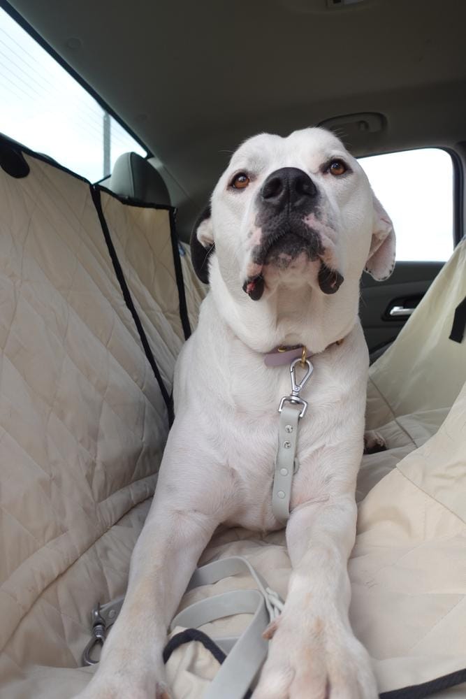 Customer photo review of Rear Seat Cover for Fold Down Seats with Hammock - Regular