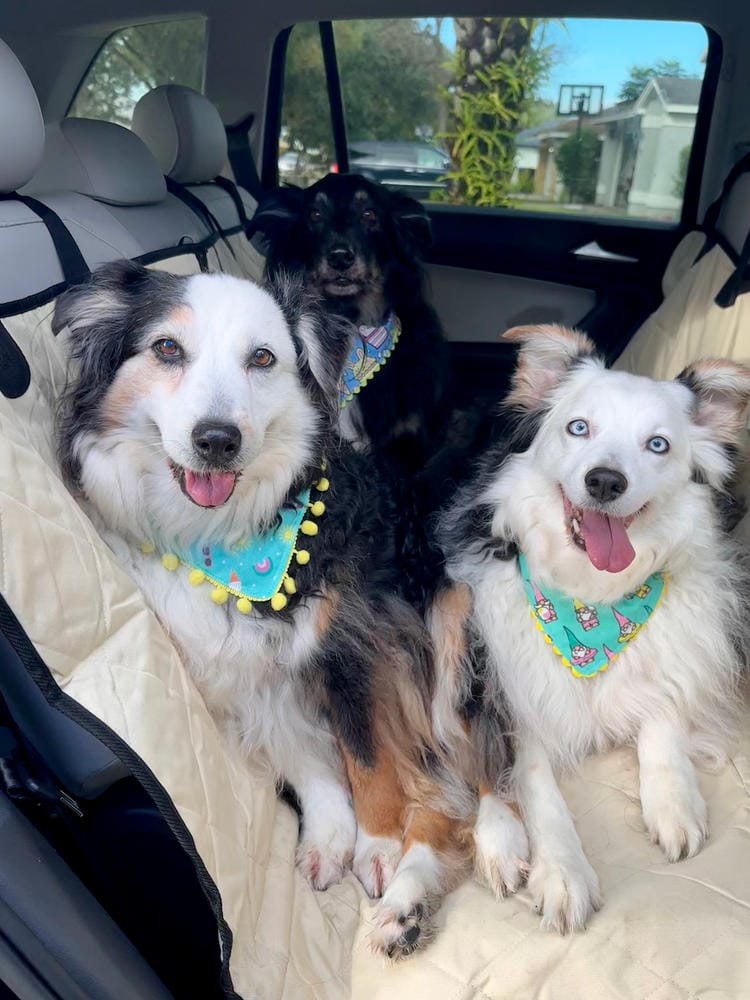 Customer photo review of Dog Rear Seat Cover with Hammock - Regular