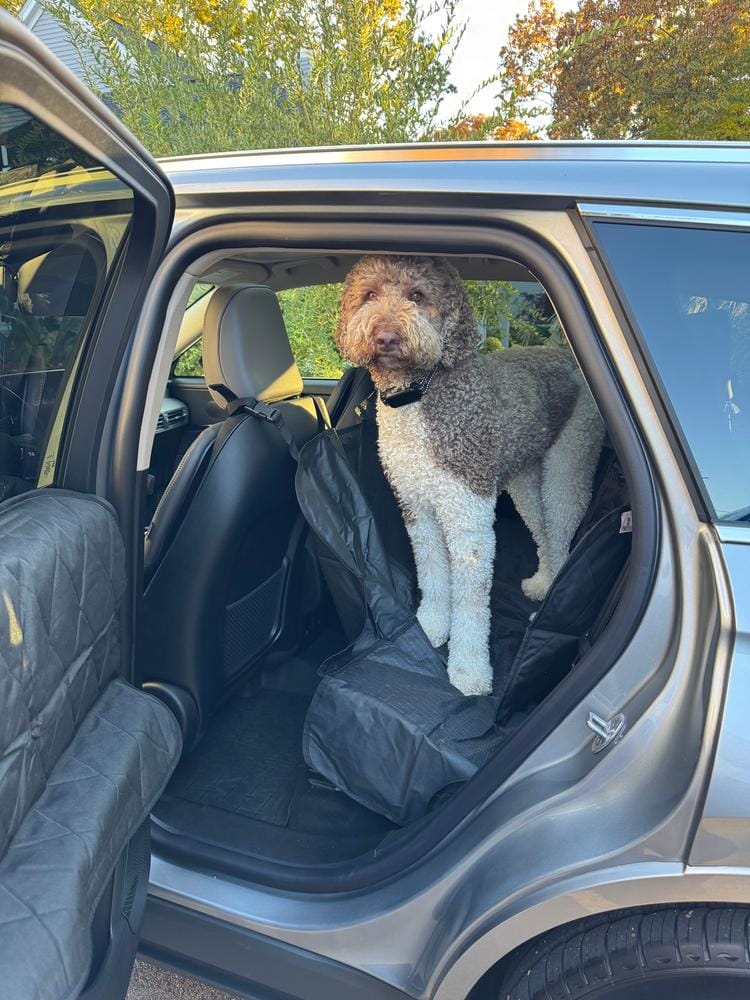 Customer photo review of Rear Seat Cover for Fold Down Seats with Hammock - Regular