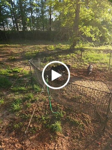 Customer video review of Pig Brig Trap System