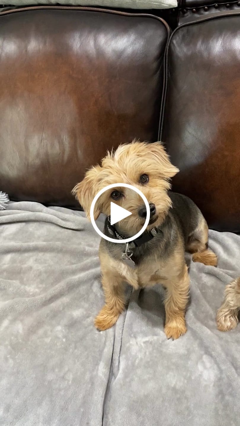 Customer video review of Dog Bad Breath & Dental Care Remedy