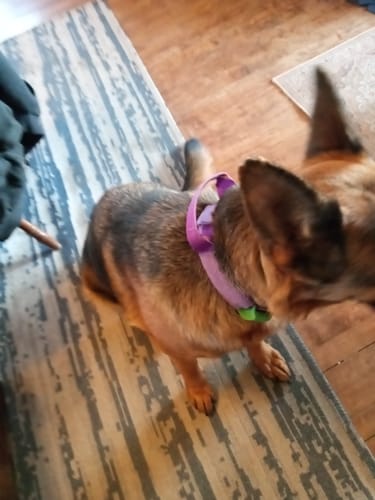 Customer photo review of FurLife™ 12 Months Flea and Tick Free