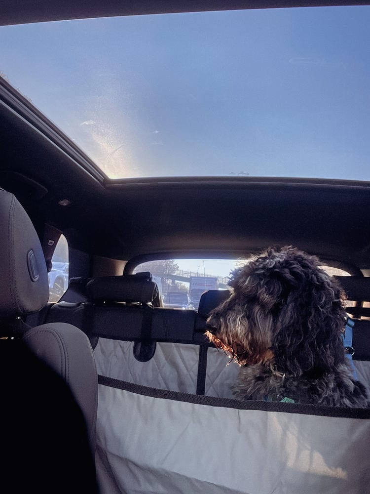 Customer photo review of Dog Rear Seat Cover with Hammock - Regular