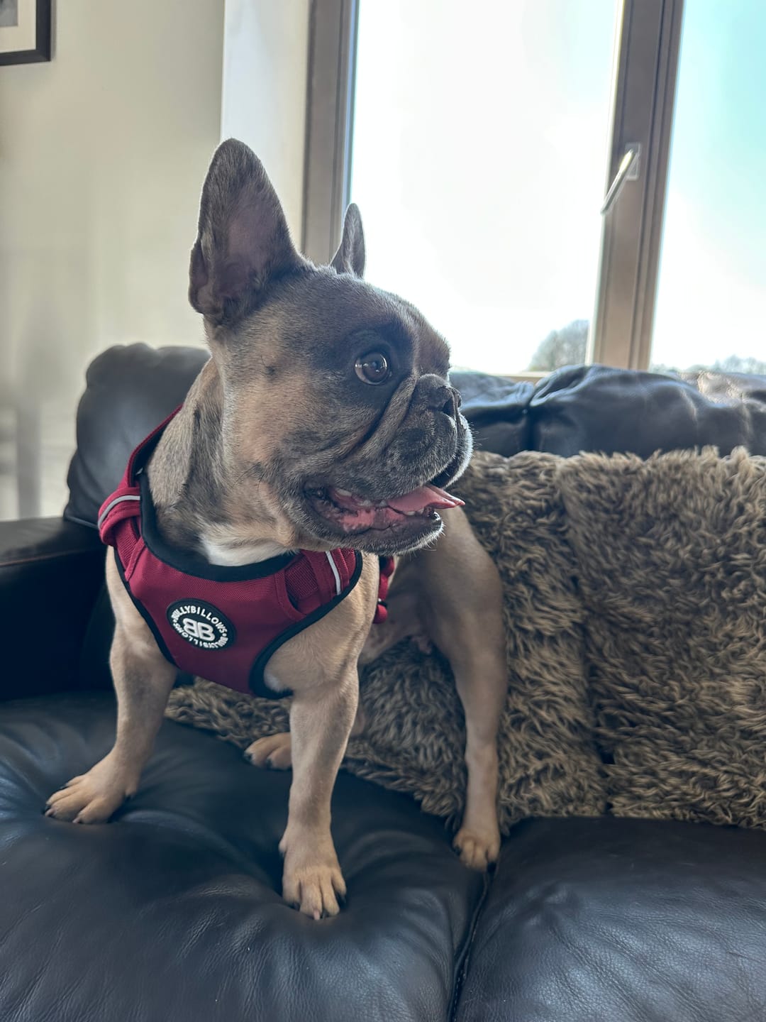 Customer photo review of Comfort Premium Harness | Non Restrictive - Burgundy