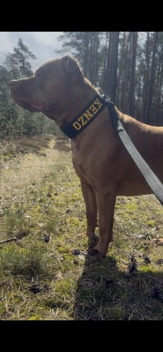 Customer photo review of Obroża dla psa z imieniem - Personal Extreme