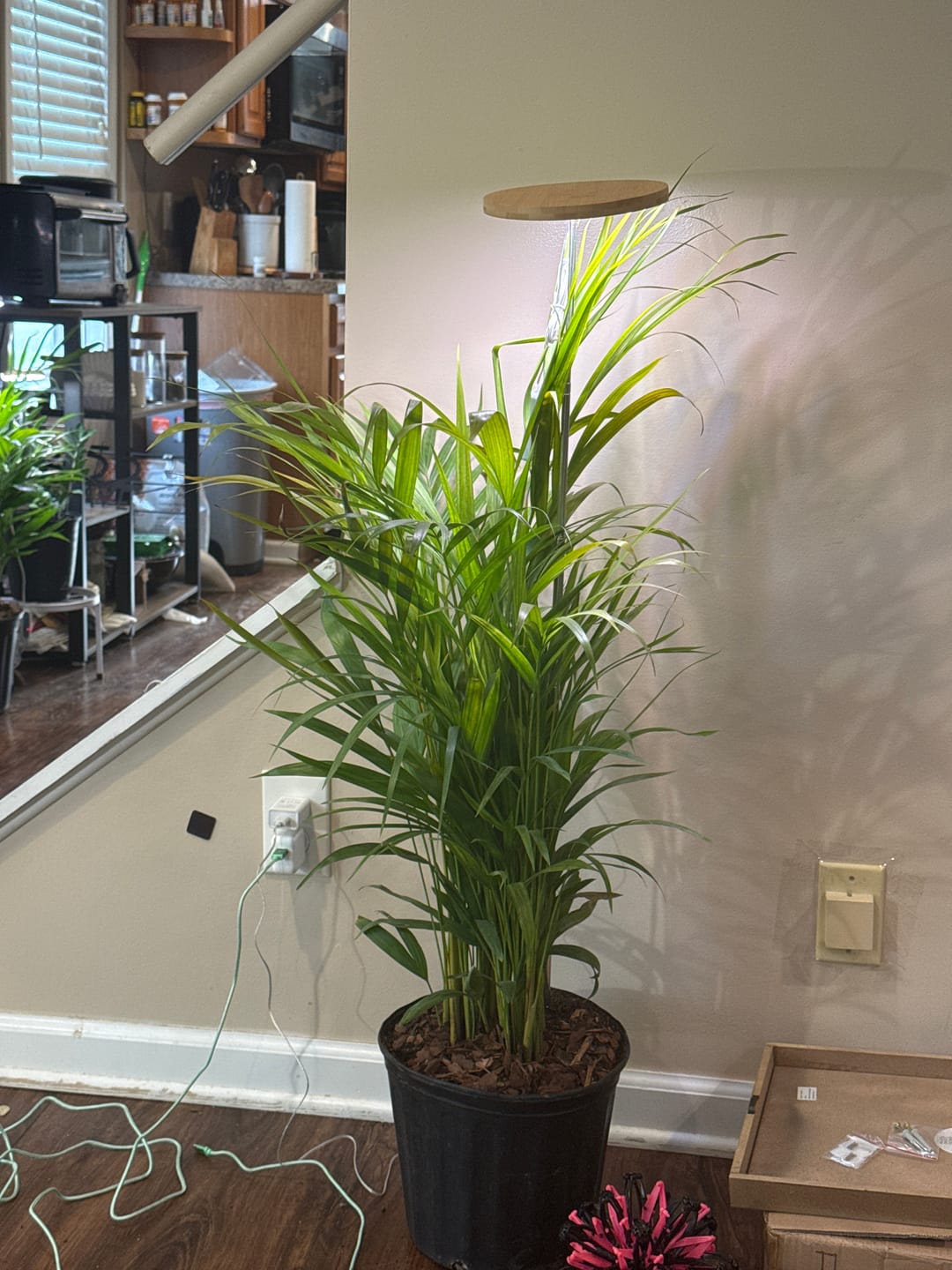 Customer photo review of Cat Palm, Live Tropical Plant Indoor
