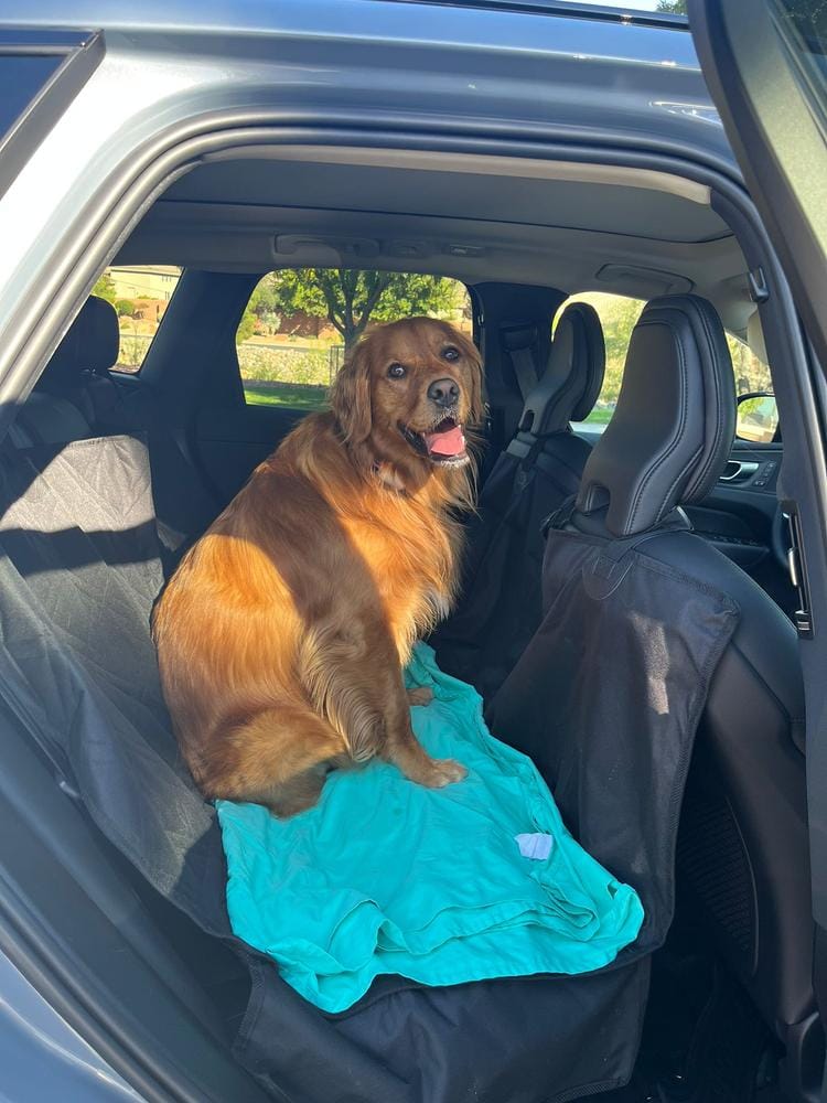 Customer photo review of Dog Rear Seat Cover with Hammock - Regular