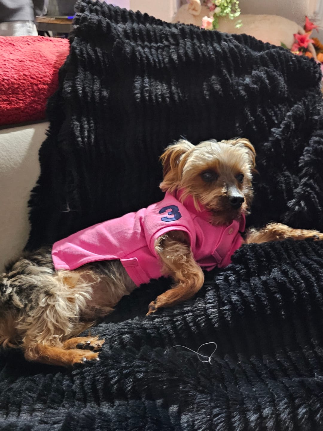 Customer photo review of Polo Ralph Lauren Big-Pony Mesh Dog Polo Shirt