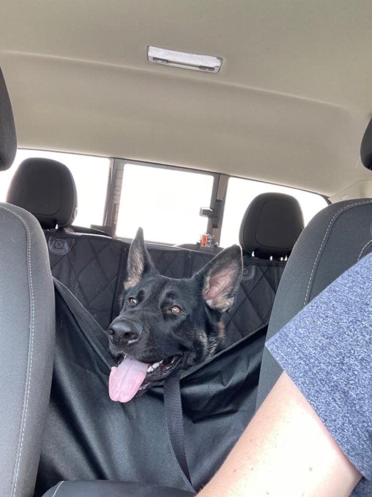 Customer photo review of Rear Seat Cover for Fold Down Seats with Hammock - Regular