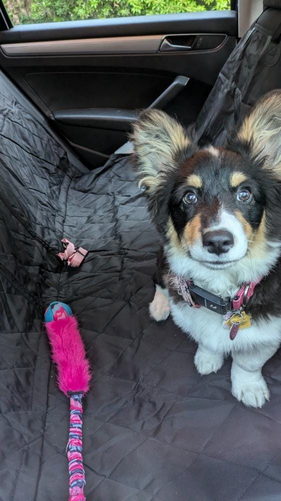 Customer photo review of Rear Seat Cover for Fold Down Seats with Hammock - Regular