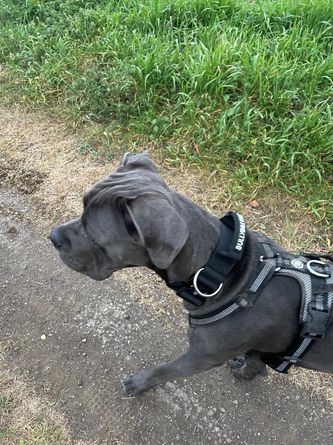 Customer photo review of 5cm Combat® Collar | With Handle & Secure Clip - Black