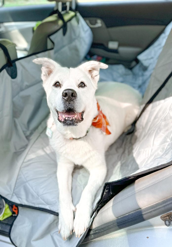 Customer photo review of Dog Rear Seat Cover with Hammock - Regular
